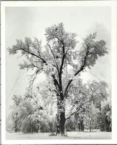 Ansel Adams Oak Tree, Snowstorm 1948 - Danziger Galllery Announcement Card 1995 - Picture 1 of 6