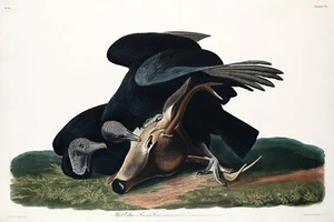 Buitre negro o cuervo carroñero J.J. Audubon aves de América Giclee + envío gratuito - Imagen 1 de 4