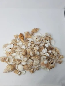  Sea Shells lot - Picture 1 of 3