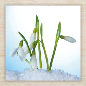 Snowdrops Cumpleaños Tarjeta en Blanco Flores Primavera Tarjeta de Felicitación Freepost - Imagen 1 de 8