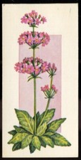 Tobacco Card,Carreras,Black Cat,FLOWERS ALL THE YEAR ROUND,1977, Primula, #20