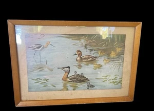 Vintage Walter A Weber Swans and Ducks Waterfowl Framed Art Print - Picture 1 of 6