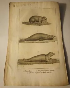1 gravure: Phoque éléphant marin, Phascolome, phoque vulgaire ou Veau marin - Picture 1 of 2