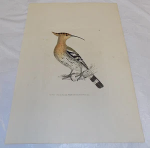 Antiker Farbdruck von 1793 / DER WIEDEHOPF VOGEL - Bild 1 von 1