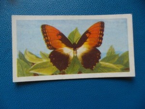 Great Britain Brooke Bond original 1964 teacard "Butterflies of the World" No.29