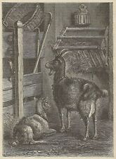 A3418 Goats Of Tibet - Incision - Print Antique Of 1887