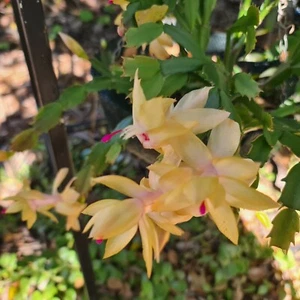 zygo cactus succulents peach 3 x long cuttings plants garden - Picture 1 of 1