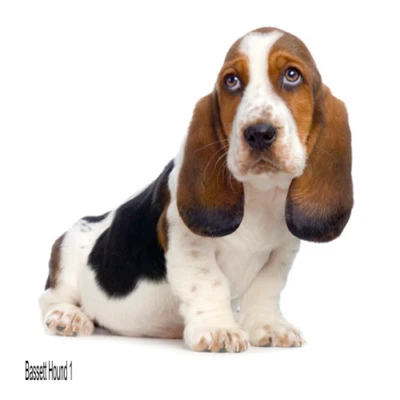 LARGE-SIZED CAR DECALS - BASSETT HOUND - 3 CHOICES - Image 1 of 4