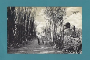 Rare 1920's Vintage Curacao Unposted RPPC "CACTUS LANE"  KROPP 25619N - Picture 1 of 2