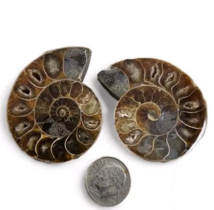 Ammonite Fossil Pair 56.7 grams. - Picture 1 of 2