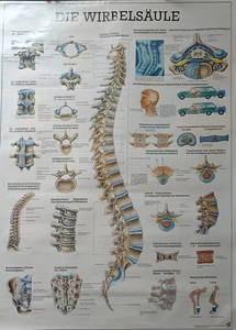 Wirbelsäule Poster 99x70 cm Mit Beschriftung in Farbe - Bild 1 von 3