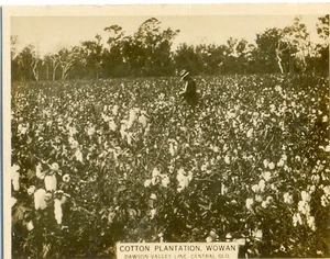 1925 W.D. & H.O. WILLS - AUSTRALIAN SCENIC SERIES NO. 83 Cotton Plantation-Wowan - Picture 1 of 2