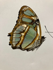 Real Dried Insect/Butterfly/Moth Non set B2574 Rare Siproeta stelenes - Bild 1 von 2