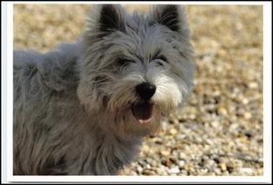 Motiv-Postkarte Thema Hunde Dogs Dog Kleiner weißer Hund - Picture 1 of 1