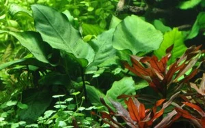 Aquarium Pflanze Anubias barteri caladiifolia Tropica Nr.101U Wasserpflanzen - Bild 1 von 6