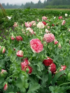 Mohn - Schlafmohn - Flemish Antique - 25+ Samen - Poppy Seeds - Graines Z 033 - Bild 1 von 1
