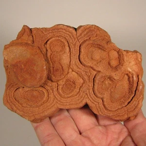 Cúmulo fósil de estromatolito precámbrico de 4,2" - Marruecos - 1,8 lb. - Imagen 1 de 12