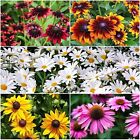 1,000 Mixed Color Coneflower Seeds for Planting - Easy to Grow Perennial Flowers