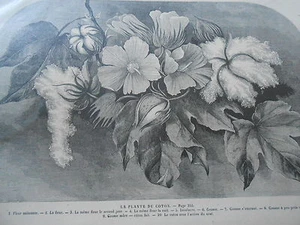 Gravure 1861 - La Plante du Coton - Picture 1 of 1