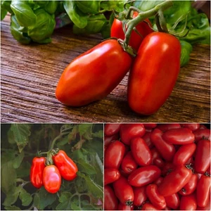 Tomato 'SAN MARZANO' 15+ Seeds HEIRLOOM fruit EASY summer vegetable garden ROMA - Picture 1 of 8