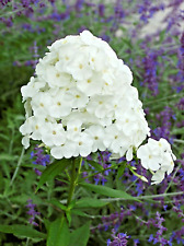 Phlox Paniculata 'David'. White, fragrant, organic perennial, established plants