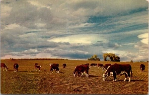 Vintage Baxtone Viewgram Herefords zu Hause auf der Range Texas Kühe Postkarte - Bild 1 von 2
