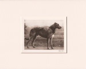 IRISH WOLFHOUND ORIGINAL VINTAGE 1931 DOG PRINT MOUNTED READY TO FRAME - Picture 1 of 1