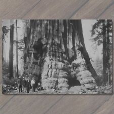ART PRINT Giant Redwood Tree Men Posing Forest Retro Old School Wild Interesting