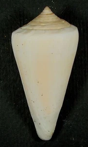 CONUS VIRGATUS 60.00mm BEAUTIFUL XL SPECIMEN Guaymas, Sonora, Mexico - Picture 1 of 2