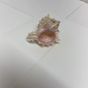 Pink Murex Small Seashell Collector 3.5” X 3” X2.5” FLA. Washed - Picture 1 of 9