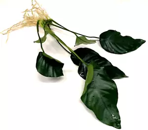 Anubias Barteri "Var. Nana" Large (20-30cm) Live Aquarium Plants Fish Tank - Picture 1 of 2