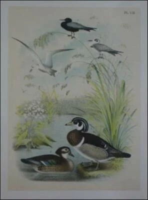 Litografía Original Antigua Color Hombre Hembra MADERA PATO CHARRÁN NEGRO Jaspe Studer Foto 1 de 3