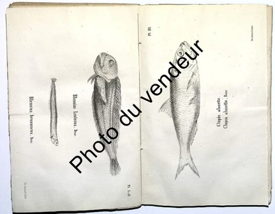 Poissons: Desvaux, 1851. Essai d’ichtyologie des côtes de France ou diagnose... - Photo 1/4