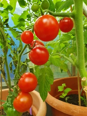 Tomatensamen - Red Cherry - Kirsch-Cocktailtomate - mind. 15 Korn - samenfest - Bild 1 von 2