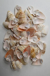 STROMBUS LUHUANUS CORTE SUPERIOR, suministro de artesanía concha, arte de playa, mosaicos, CS-94 - Imagen 1 de 14