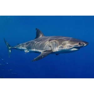 Great White Shark Week Glossy Ocean Large Jaws Fish 4x6 photo - Picture 1 of 1