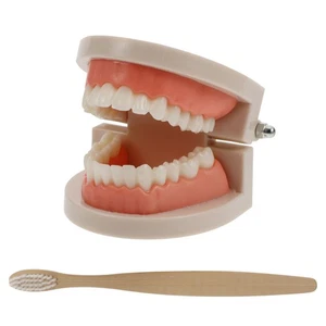 2 Juegos Dientes Infantiles Estudio Educación Oral Modelo de Dientes Color Aleatorio - Imagen 1 de 12