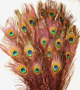 10 Stem Dyed Iridescent Peacock Eye Feathers 20-21" length 11 colors available - Picture 1 of 33