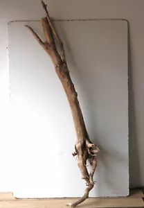 Treibholz Schwemmholz Driftwood 1 MEGA Wurzel Dekoration Terrarium 166 cm - Bild 1 von 11