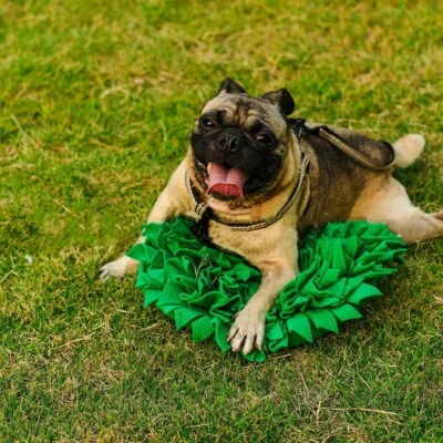 Haustier Schnüffelteppich Rutschfest Trainingsmatte Futtermatte Spielzeug 35cm - Bild 1 von 4