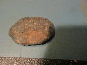 1-1/4" Trilobite Fossil - Picture 1 of 2