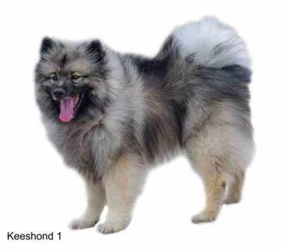 LARGE-SIZED CAR DECALS - KEESHOND - Image 1 of 2
