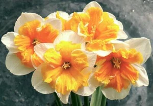 NARCISSUS~ORANGERY~FLOWER BULBS~FRAGRANT BUTTERFLY DAFFODILS~UNUSUAL BLOOMS!!! - Picture 1 of 2