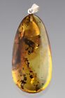 Fossil Insect GIANT GNAT Genuine BALTIC AMBER Silver Pendant 7.8g 221206-2