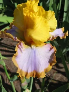 ** CALMING INFLUENCE ** - TALL BEARDED IRIS - RUFFLED - Picture 1 of 5