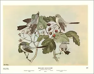 1968 Vintage Print Blue Gray Gnatcatcher Bird Texas Thorn Berries Rex Brasher - Picture 1 of 4