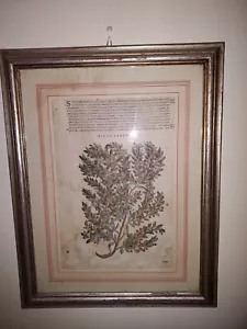 Stampa antica ERBARIO MATTIOLI MATTHIOLI Mirto Tarentina 1602 Danneggiata - Foto 1 di 3