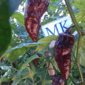 7 POD Bubblegum Chocolate , 10 semillas , Capsicum chinense (75) - Picture 1 of 1
