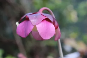 Sarracenia leucophylla - spectacular pitcher plant! - Picture 1 of 2