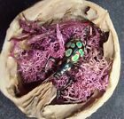 Entomologia tassidermia, mini diorama in guscio di noce con insetto vero